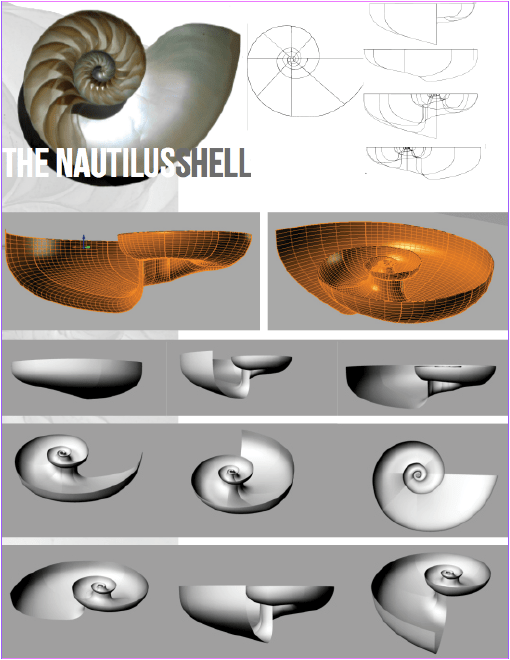 Nautilus Shell